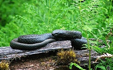 tiger snake posing for a photo op. This photo was the h